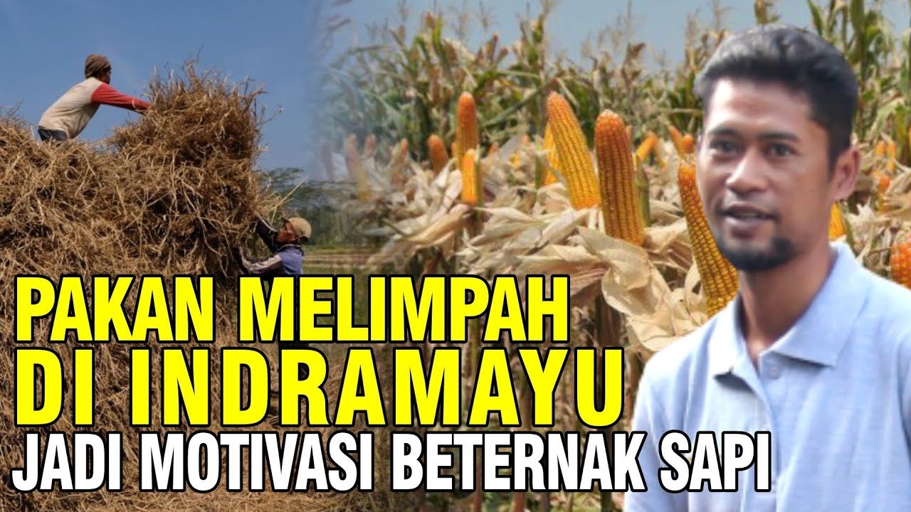 
                                 Sumber-Pakan-Sapi-Melimpah-Memotivasi-Peternak-Asal-Indramayu